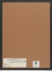 Navicula glacialis Cl. et St. (de-Toni-Nr.: Genus 1, Species 479) Zeichnungen Sammlung Grunow Mappe 00423 (Herbarium_W_Grunow_drawings_Folder_00423)